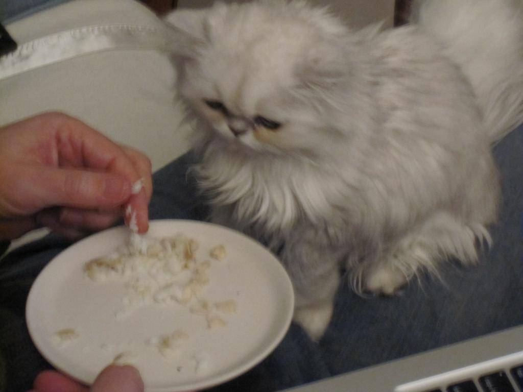 У кошки пропал аппетит: почему и что делать?