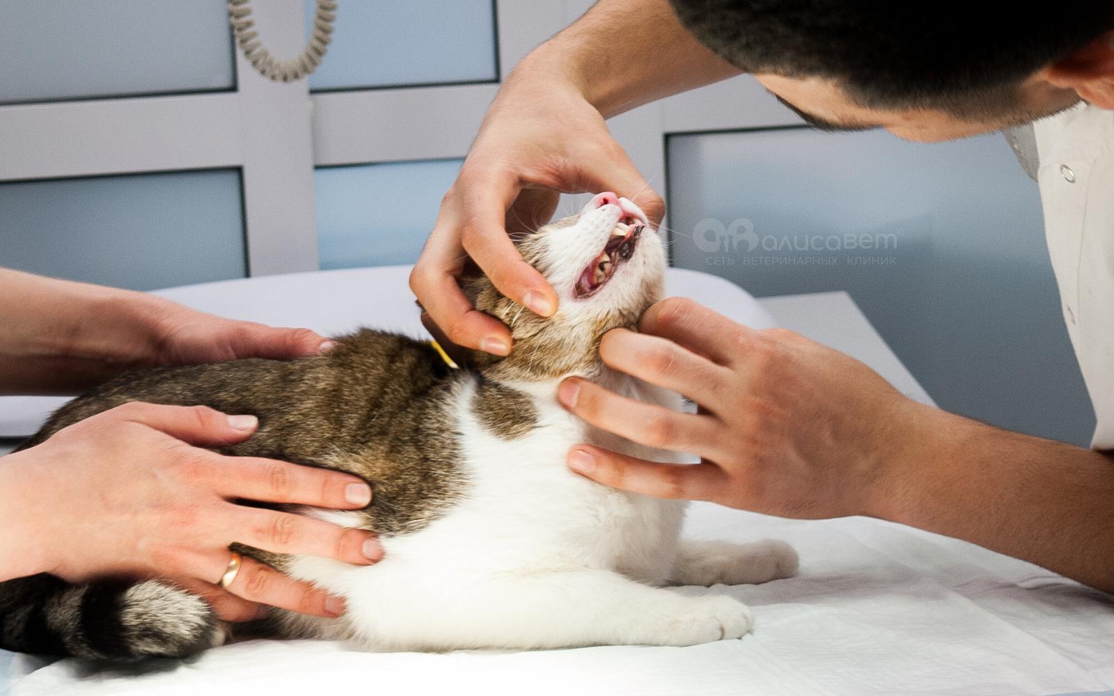 Гингивит у кошек: симптомы и лечение