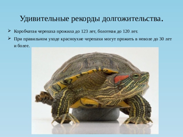 Сколько живут черепахи в домашних условиях