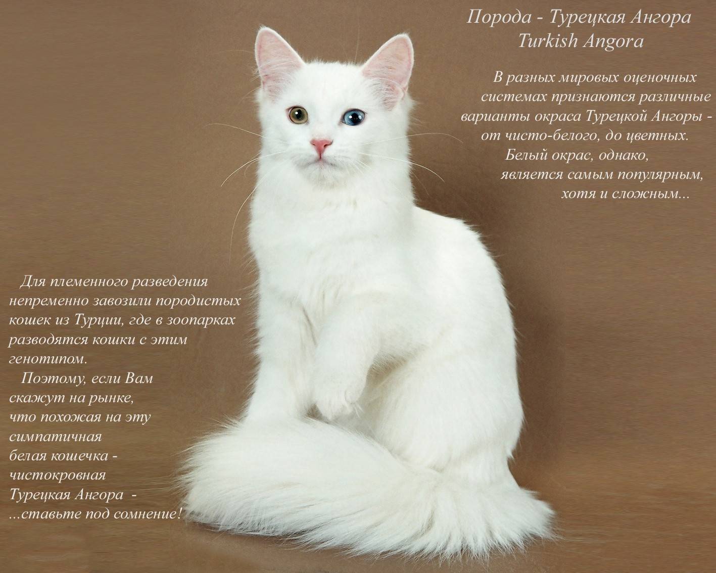Все породы кошек с фотографиями