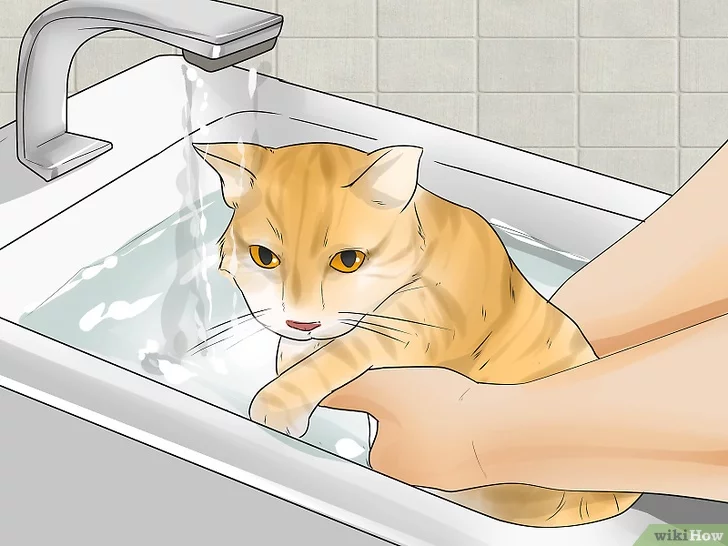 Как купать котенка правильно?