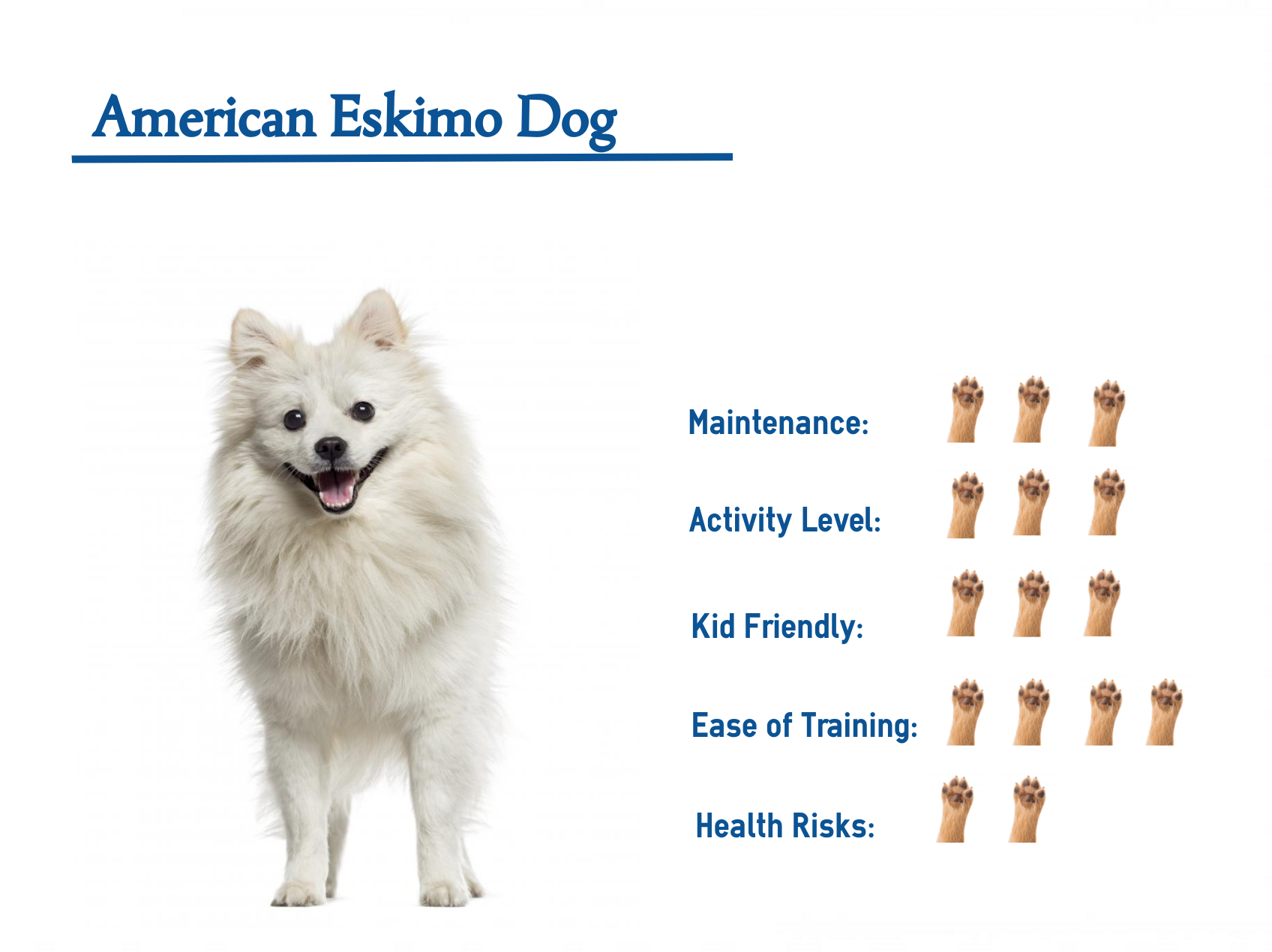 Описание породы собак американский эскимосский шпиц с фото и отзывами, тех у кого уже есть эта собака