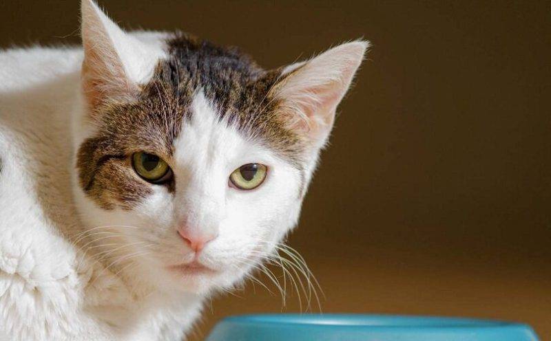 Кошка отказывается от еды: нужно ли «поднимать» тревогу