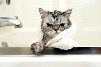 Можно ли мыть котят дегтярным мылом. помогает ли дегтярное мыло от блох у домашних животных. помогает ли дегтярное мыло от блох