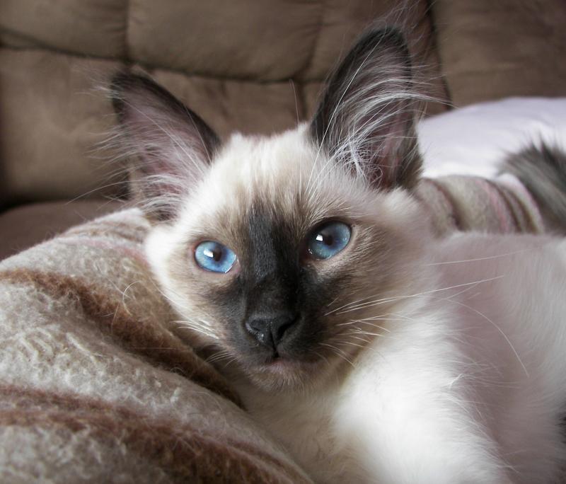 Кошка балинез: особенности и фото балинезийской породы, характер и внешность кота, уход и содержание питомца