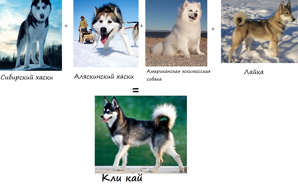 Мини хаски (аляскинский кли-кай): как появилась порода, описание ее особенностей, правила ухода, фото собак и отзывы владельцев