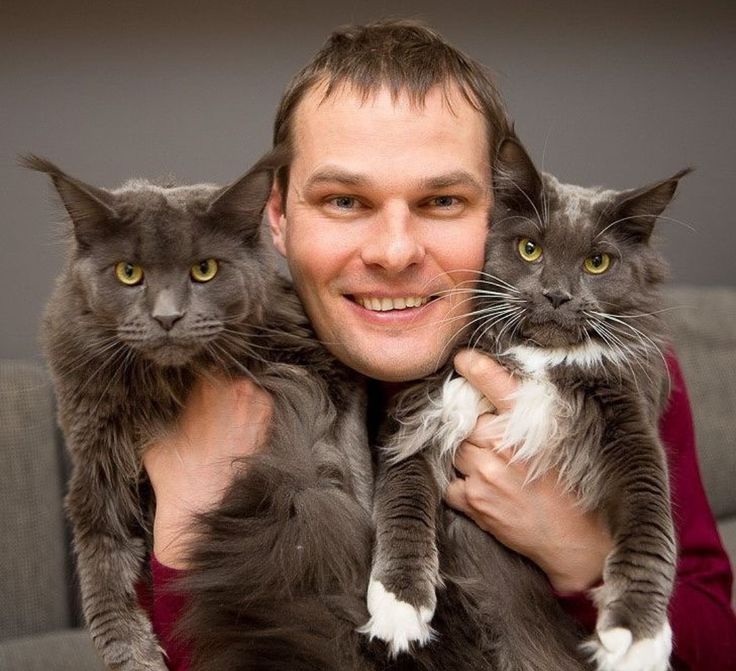 Имена и клички котов известных российских людей, коты и кошки леннона