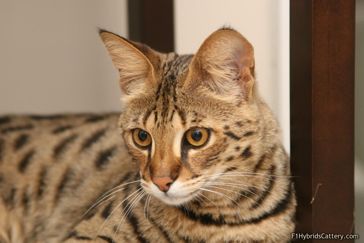 Кошка ашера: фото, описание породы и особенности характера – kotey-ka.ru