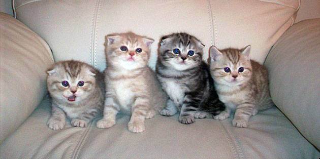 Имя для шотландской вислоухой кошки: популярные прикольные и красивые клички, которыми можно назвать серого котенка и другого цвета