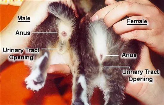 Как определить пол котенка в 1, 2, 3 месяца и более, как отличить кота от кошки - половые признаки