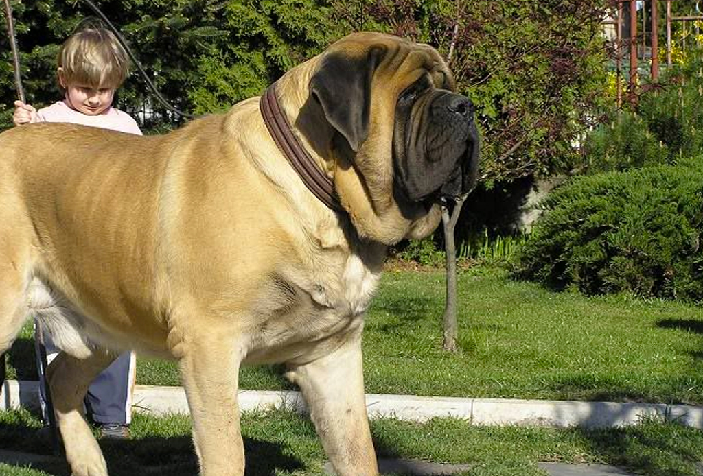 Самый большой за всю историю пес в мире – ласковый и приветливый дог джордж