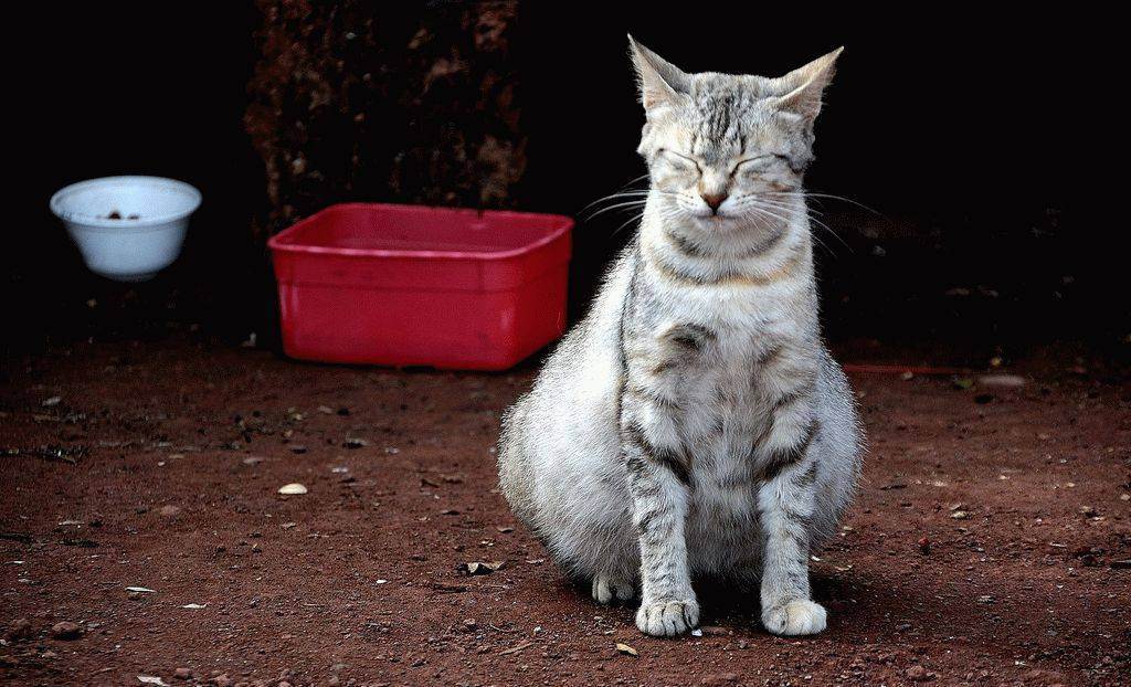 Сколько котят может родить шотландская кошка максимум