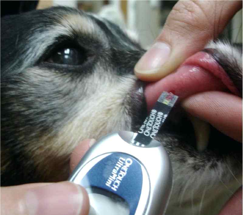 Cахарный диабет у собак: признаки, симптомы и лечение - ситивет, спб