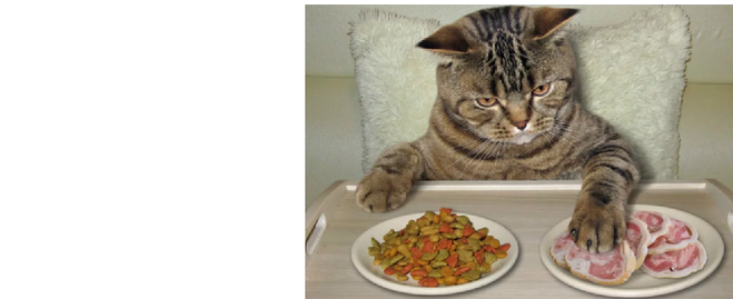 Шотландская кошка плохо ест — в чем проблема?