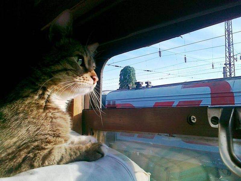 Как перевозить кошку в машине? | все про путешествия с животными