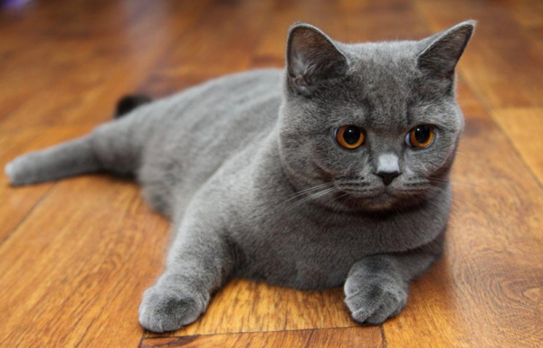 Шотландские прямоухие коты: характер и повадки, отзывы владельцев