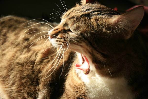 Некастрированный кот дома — здоровье и особенности содержания