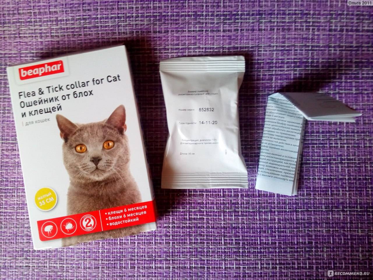 Спрей от блох для кошек: особенности использования, обзор препаратов и отзывы