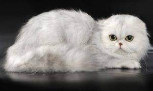 Хайленд-фолд: история, характер, фото | кот и кошка