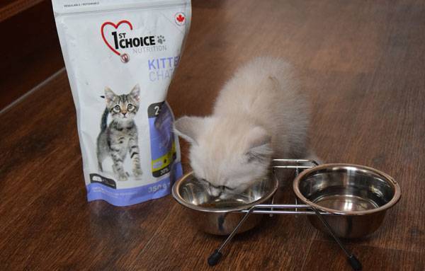 Корм для шотландских кошек: чем лучше кормить котят-шотландцев? можно ли давать им сухой корм премиум-класса? как выбрать жидкий корм для кастрированного кота?