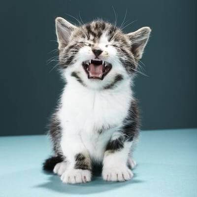 Как лечить кошек от кашля и чихания