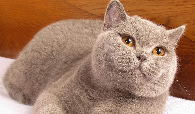 Названия самых популярных пород кошек и их фотографии
