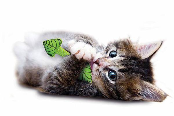 Как сделать своими руками игрушки для кота или кошки в домашних условиях из подручных материалов?