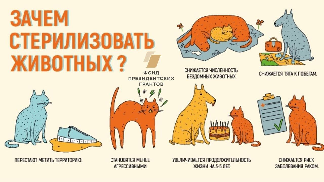Стерилизация и кастрация (кота/кошки): в чем отличия и что выбрать