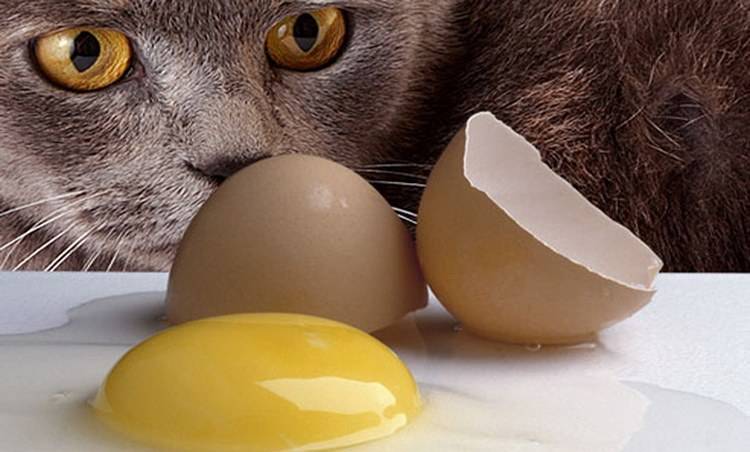 Можно ли давать коту сырое яйцо?