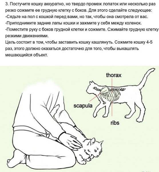 Кот кашляет: виды и причины кашля, что делать, если кошка будто подавилась и хочет вырвать, хрипит, вытягиваясь и прижимаясь к полу