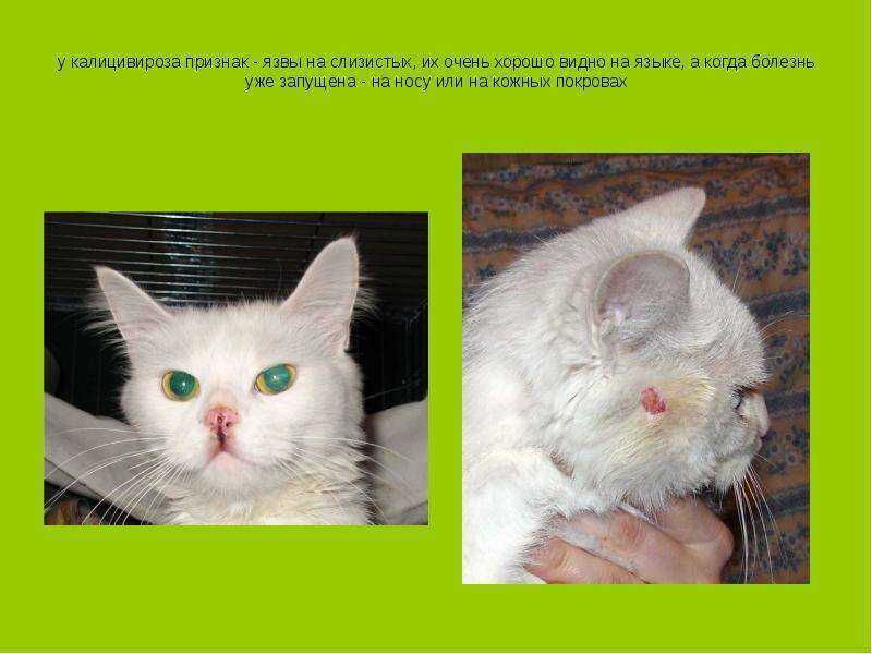 Обзор кожных заболеваний у кошек с фото симптомов и описанием лечения