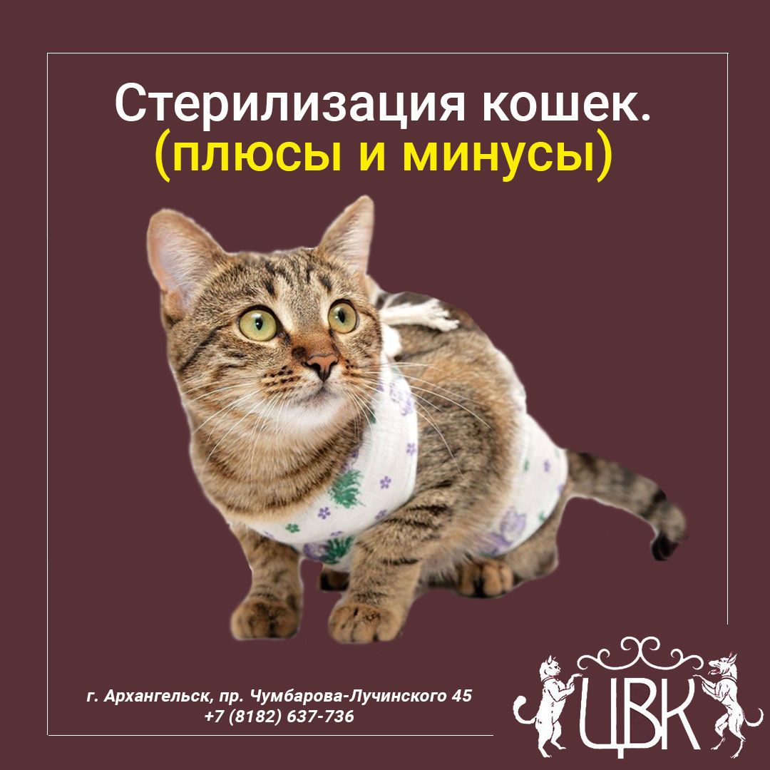 Стерилизация кошки: плюсы и минусы. сколько стоит стерилизация кошек?