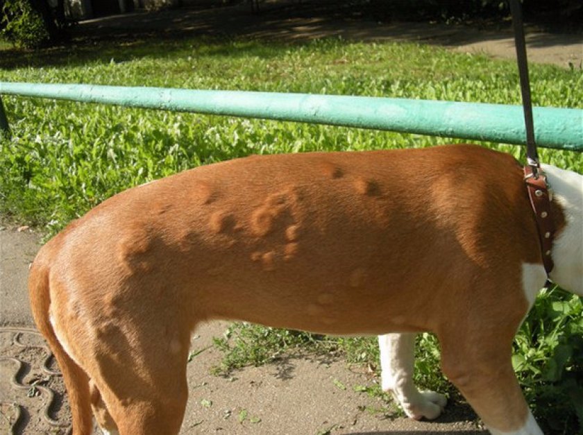 Аллергия у собак. виды, симптомы, лечение. | блог ветклиники "беланта"