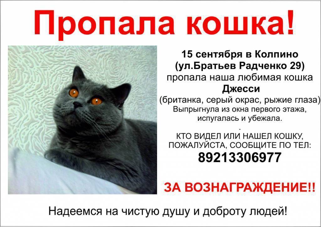 Как правильно искать пропавшую кошку | блог ветклиники "беланта"