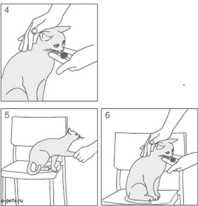 Как научить кота давать лапу: 14 шагов