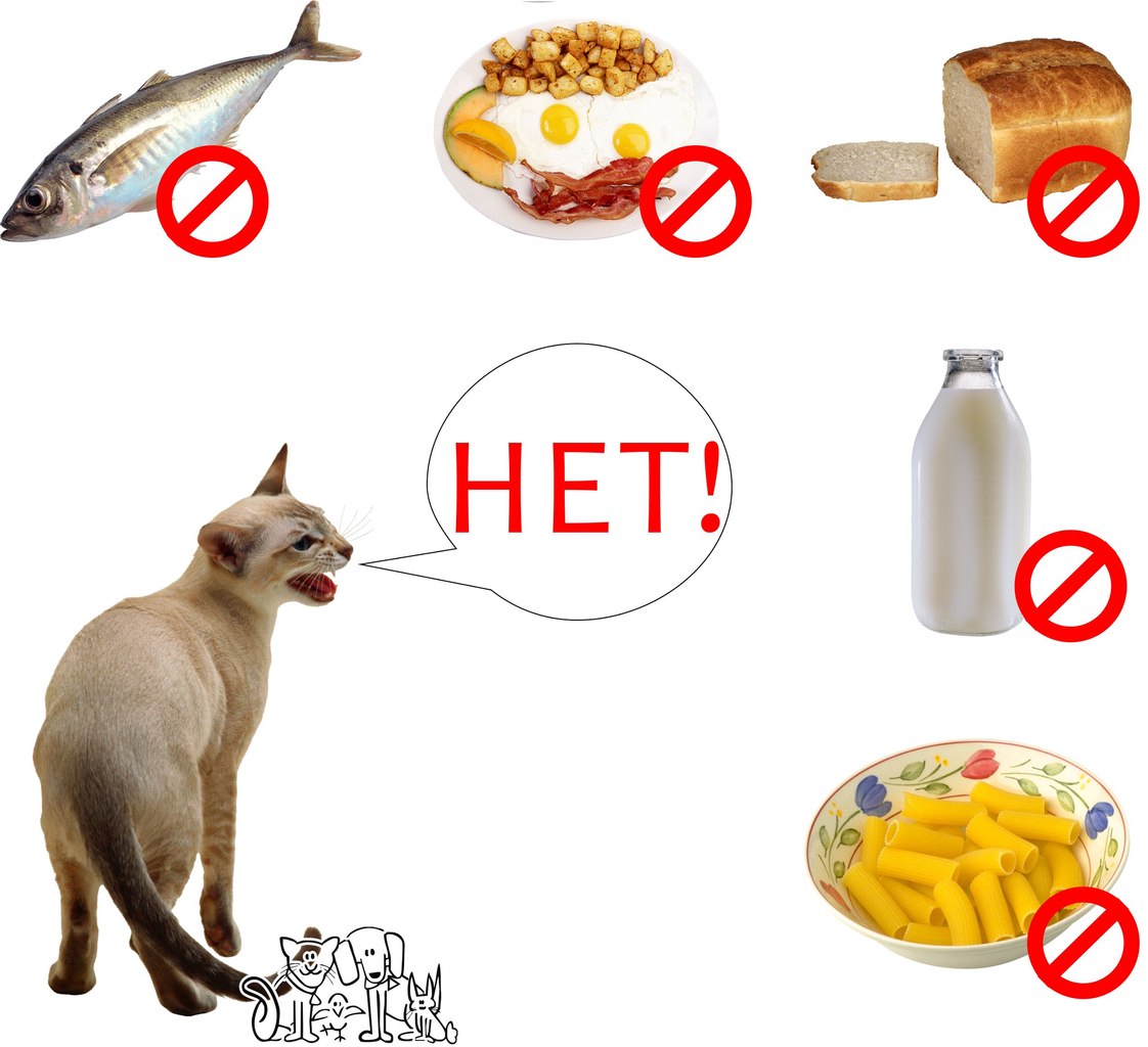 Чем кормить кота в домашних условиях: секреты правильного питания