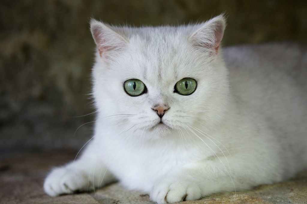 На фото — кот с самыми красивыми голубыми глазами, на фотографии кота коби можно любоваться бесконечно