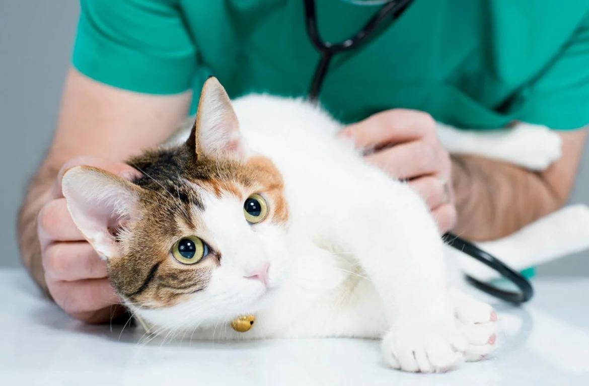 Лечение микроспории у кошек в домашних условиях | портал о народной медицине