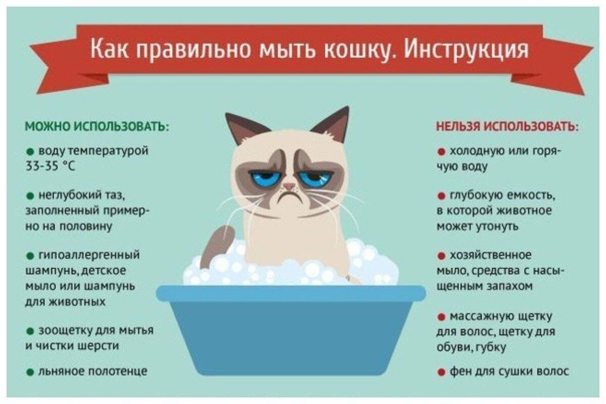 Как ухаживать за котенком в домашних условиях – pet-mir.ru