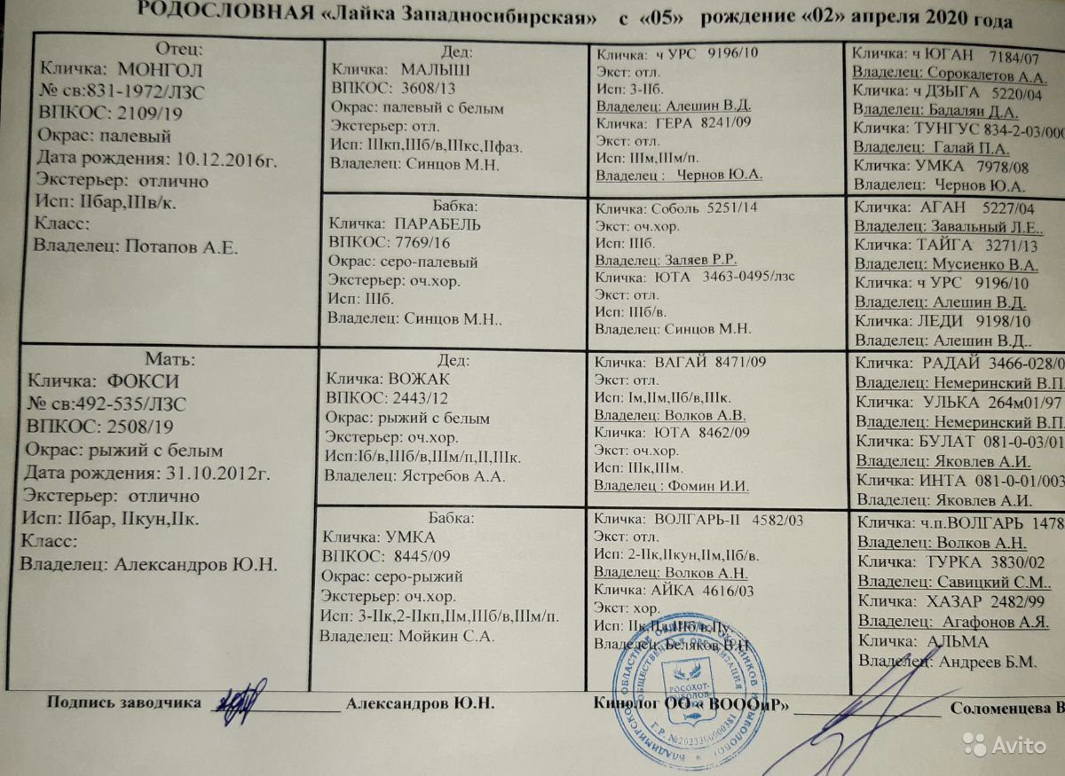 ᐉ описание породы западно-сибирская лайка - ➡ motildazoo.ru
