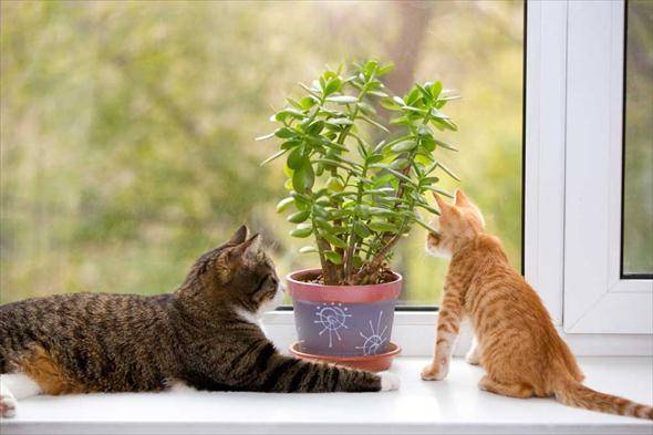 Кошка ест цветы в доме: что делать?
кошка ест цветы в доме: что делать?