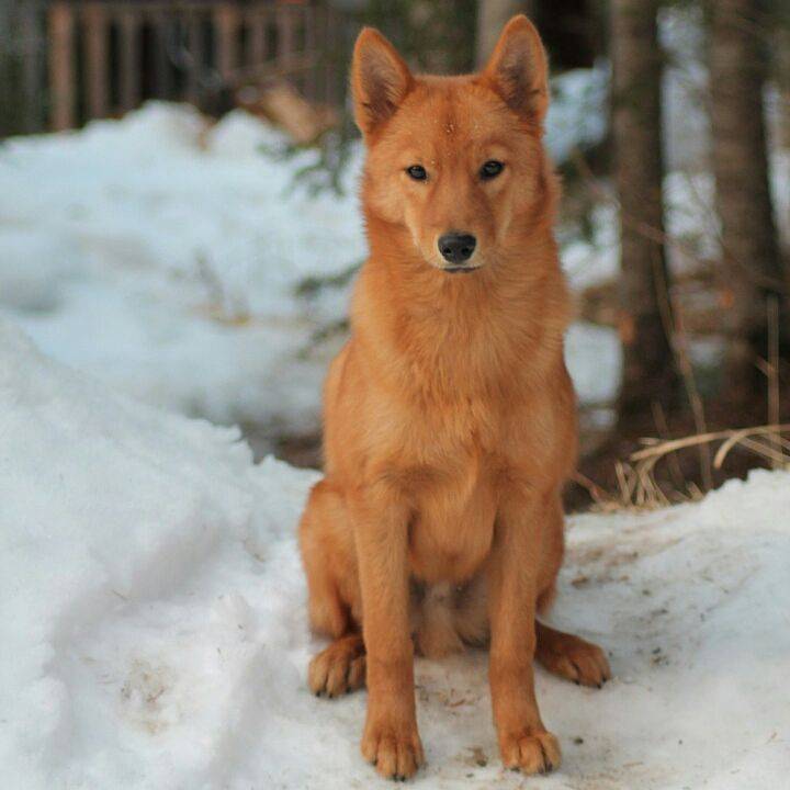 Карело-финская лайка: описание породы - моя собака