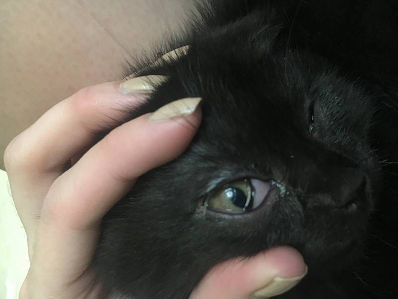 Бельмо у кошки: почему глаз животного наполовину закрыла белая или прозрачная пленка, в чем будет состоять лечение?