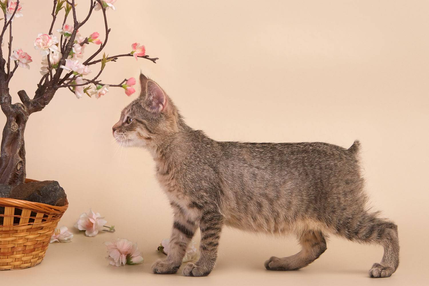 Пиксибоб: 50 фото, описание, окрас, характер, стандарт породы кошек