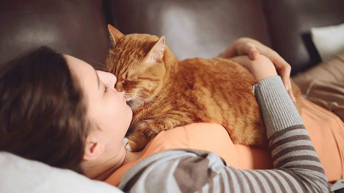 Любят ли коты своих хозяев?