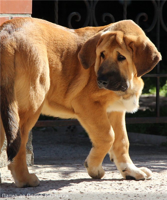 Вес и рост щенка испанского мастифа по месяцам