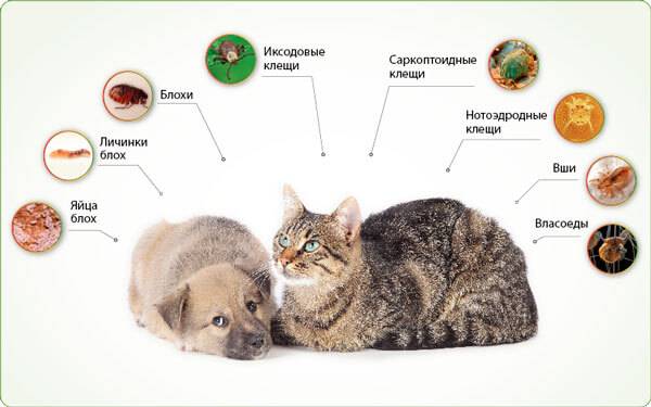 Глисты у кошек: симптоматика и лечение