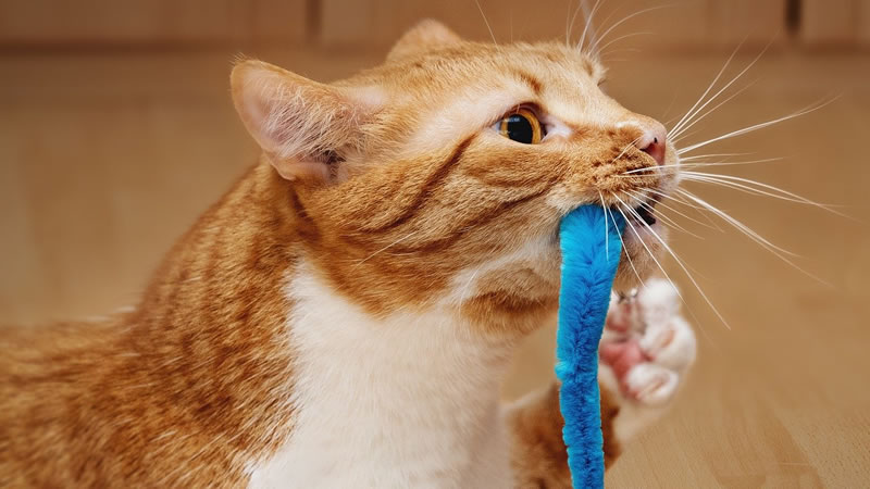 Как отучить кошку грызть провода и что делать если котенок грызет все подряд