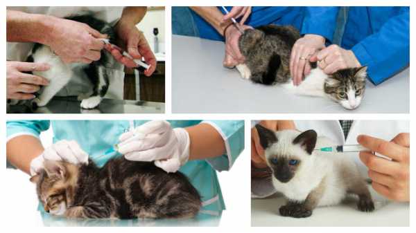 Прививка котенку в 3 месяца