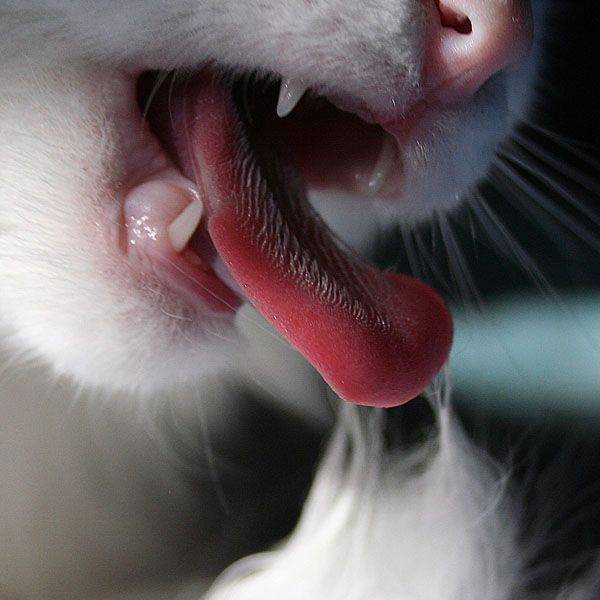 Почему кошка дышит часто: животом, высовывает язык